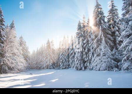 Breathtaking winter fairy tale in the surroundings of Lys mountains, Beskydy mountains, Czech Republic. The morning sun illuminates the snowy forest a Stock Photo