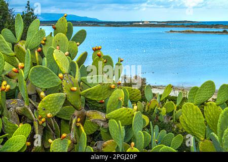 Cactus and prickly pear fruits in front of the coast of Pantano Sichilli in the Vendicari nature reserve. Noto, Province of Syracuse, Sicily, Italy Stock Photo