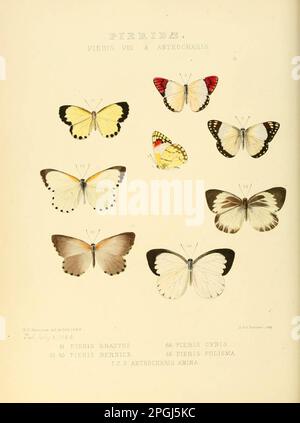 Illustrations of new species of exotic butterflies Pieris VIII & Anthocharis Stock Photo