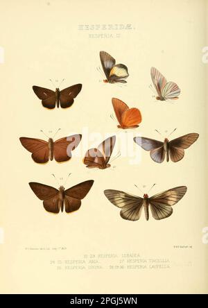 Illustrations of new species of exotic butterflies Hesperia III. Stock Photo