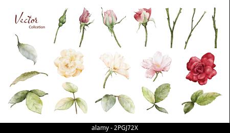 Watercolor roses illustration set. Vector roses flower and green leaves elements collection on white background. Suitable for decoration, bouquet, wre Stock Vector