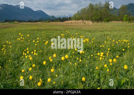 European Globeflower, Globe Flower (Trollius europaeus), spring meadow with globeflowers, Germany, Bavaria, Murnauer Moos Stock Photo