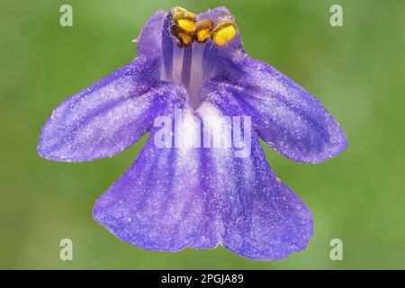 Common bugle, Creeping bugleweed (Ajuga reptans), single flower, macro shot, Germany, Bavaria Stock Photo