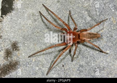 Ground spider (Drassodes lapidosus), top view, Germany Stock Photo