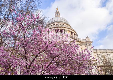 London, UK, 23rd March 2023. Cherry blossom tree in bloom next to St Paul's Cathedral. Stock Photo