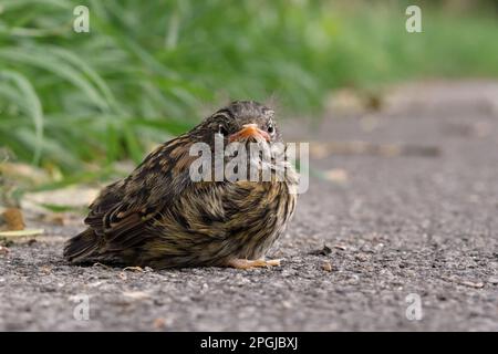 by the wayside... Dunnock, not yet fledged chick, young bird. Stock Photo