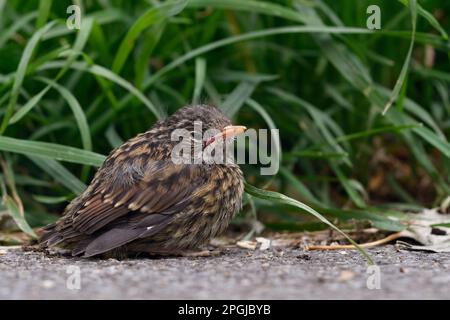Young songbird chick... Dunnock, not yet fledged chick, helpless looking young bird on the roadside has left nest Stock Photo