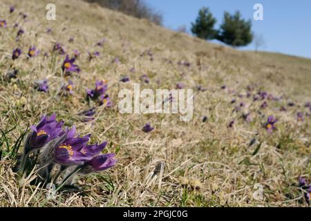 on the Common Pasque Flower slope... Common Pasque Flower on meager dry grassland in the Eifel region. Stock Photo