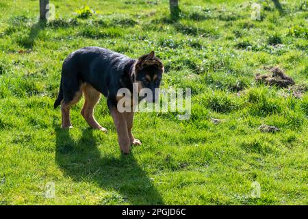 Cute little black and tan German Shepherd puppy outdoors in the sunshine Stock Photo