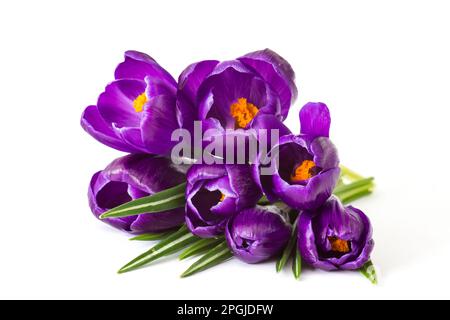 crosus flowers on white background - spring flowers Stock Photo