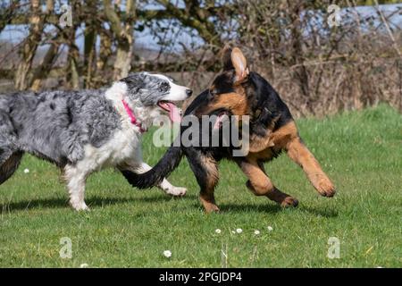 German Shepherd puppy playing with adult Blue Merle Border Collie outdoors in a field in spring sunshine Stock Photo