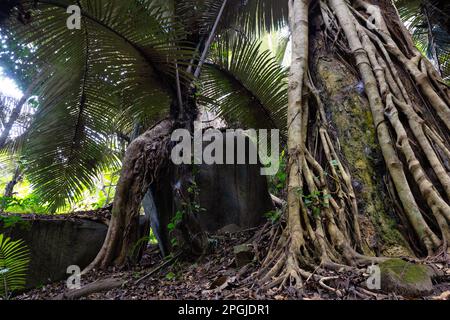 Rock and roots making a natural elephant shape in the jungle of Chiand Dao, Thailand Stock Photo