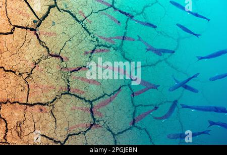 Fish swimming in sea with cracked earth background. Drought, global warming, climate change, warming oceans, pollution, overfishing...concept Stock Photo