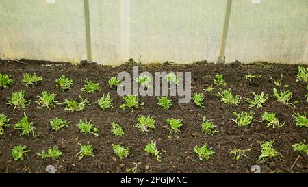 Seedlings spinach Spinacia oleracea young planting bio detail greenhouse foil field root soil crop farm farming garden growing Europe fresh vegetables Stock Photo