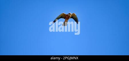 Red-footed falcon (Falco vespertinus) female fly Stock Photo