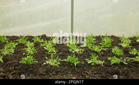 Seedlings spinach Spinacia oleracea young planting bio detail greenhouse foil field root soil crop farm farming garden growing Europe fresh vegetables Stock Photo