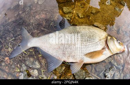 An enviable trophy of a fisherman with a fishing rod in a European river. Caspian bream (Abramis brama orientalis). The fisheye lens is used Stock Photo