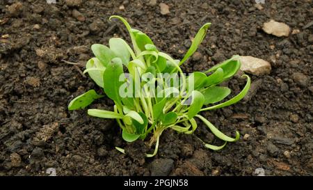 Seedlings spinach Spinacia oleracea young planting bio detail greenhouse foil field root soil crop farm farming garden growing Europe fresh vegetables Stock Photo