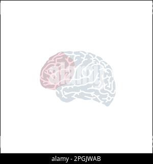 Prefrontal Cortex Stock Photo