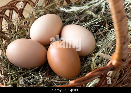 Chicken eggs in the wicker basket on hay. Protein food, organic farm product. Close up. Stock Photo