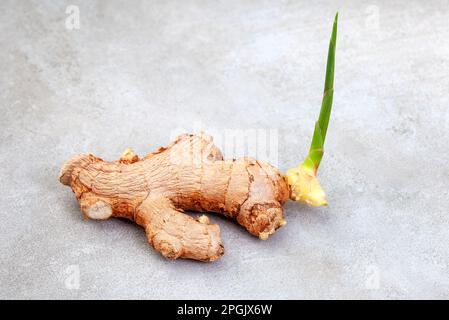 Sprouting Ginger Rhizome on mottled grey Stock Photo