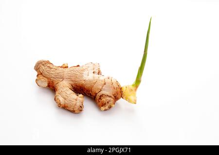 Sprouting Ginger rhizome isolated on white Stock Photo