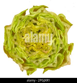 Grow your own veg - Overhead variations of romaine lettuce sitting in dish of water Stock Photo