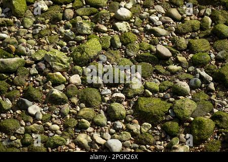 Stones on a beach in Serra da Arrábida in Setúbal full of green slimes. Stock Photo