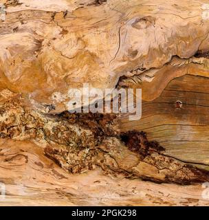 Abstract rough natural wood texture in a tree trunk without bark Stock Photo
