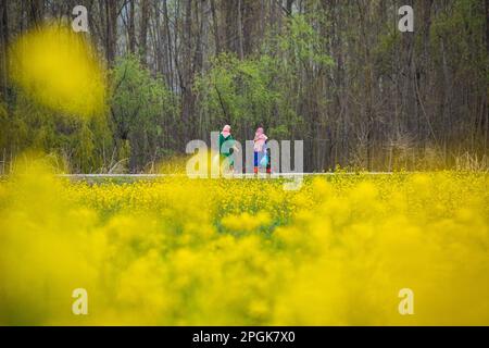 March 18, 2023, Srinagar, Jammu and Kashmir, India: Kashmiri women walk alongside a mustard field in full bloom during spring season on the outskirts of Srinagar. The spring season in Kashmir is a period of two long months starting from mid-March and ends in mid-May. According to the Directorate of Agriculture of the state government of Jammu and Kashmir, the Kashmir valley comprising six districts has an estimated area of 65 thousand hectares of paddy land under mustard cultivation, which is about 40 per cent of the total area under paddy. (Credit Image: © Faisal Bashir/SOPA Images via ZUMA P Stock Photo