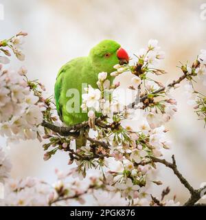 London, UK. 23rd Mar, 2023. A pretty rose-ringed parakeet (Psittacula krameri, also known as ring-necked parakeet) snacks on the fresh white cherry blossom in St James' Park in London. the colourful birds, with their bright green feathers and long tail, are popular with tourists and visitors to the park. Credit: Imageplotter/Alamy Live News Stock Photo