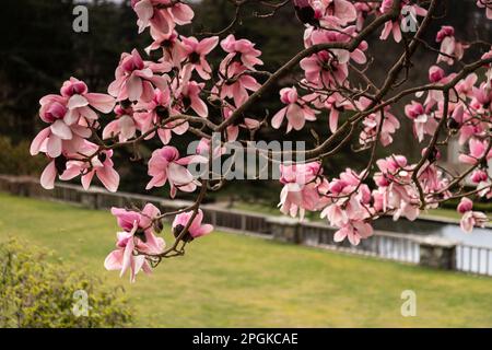 Pink Magnolia Soulangeana flowers in springtime Stock Photo