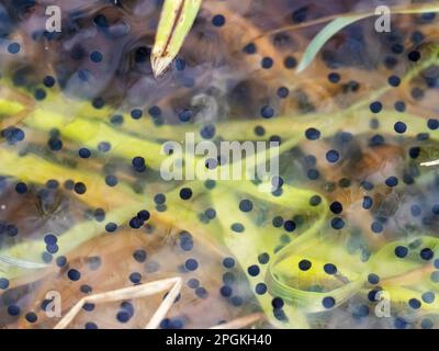 Frogspawn from Common Frog, Rana temporaria exhibiting cells division at Foulshaw, Cumbria, UK. Stock Photo