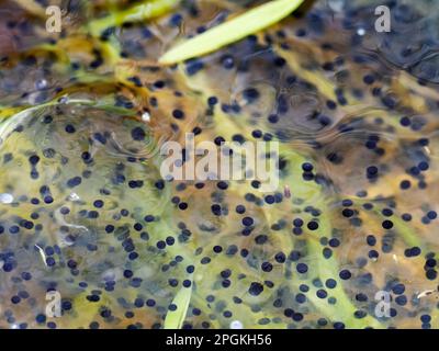 Frogspawn from Common Frog, Rana temporaria exhibiting cells division at Foulshaw, Cumbria, UK. Stock Photo