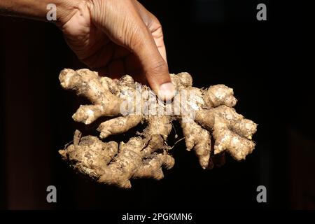 Fresh ginger harvested from ginger fields held in hand on natural light with black background Stock Photo