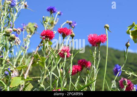 Close-up view of bright colored red and blue  cornflowers on blue sky and mountain background. Stock Photo