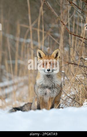 very well-behaved... Red fox ( Vulpes vulpes ) sitting tensely watching at the edge of a thicket in the snow. Stock Photo