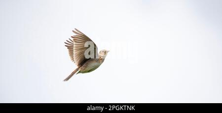 The Eurasian skylark Alauda arvensis in flight, the best photo. Stock Photo