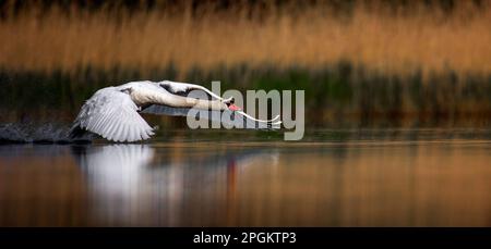 Amazing Swan trying to take off from the surface of the lake, the best photo. Stock Photo