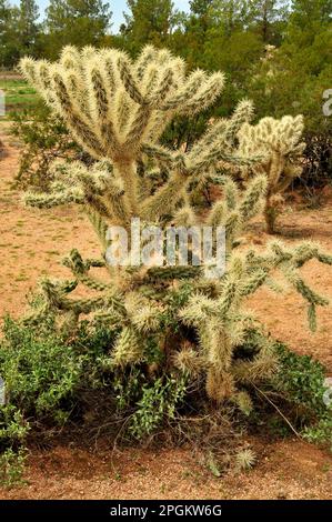 Close up of Cholla cactus Sonora desert mid summer Stock Photo