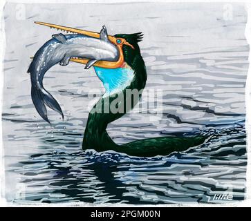Artist's impression/ illustration of Hesperornis (meaning western bird), a genus of cormorant-like bird from the Campanian age of the Late Cretaceous. Stock Photo