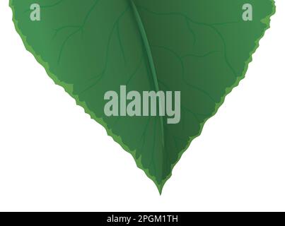 Green leaf in foreground with details in veins, venules and midrib. Gradient effect design over white background. Stock Vector