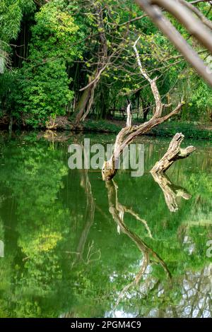 dead trees with reflection on a lake in Sarvar arboretum . Stock Photo