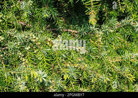 Unripe juniper berries on the bush Stock Photo