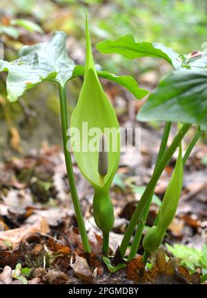 Arum besserianum in spring blooms in the wild in the forest. Stock Photo