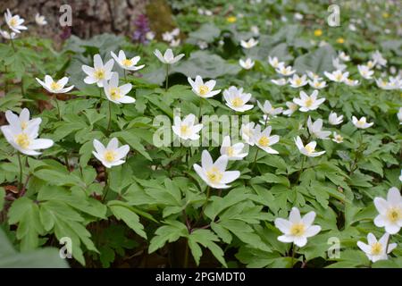 In the wildlife of the forest bloom early spring perennial plant Anemone nemorosa Stock Photo