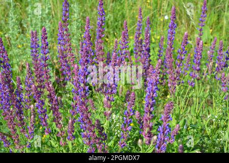 Summer sage (Salvia pratensis) blooms among wild herbs Stock Photo - Alamy