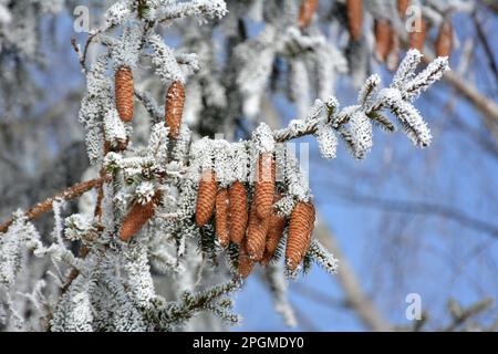 Cones grow on the green branch of the spruce. Stock Photo