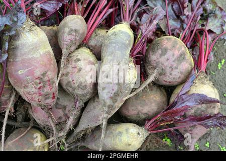 In a pile on the field lies the harvest of red table beets. Stock Photo