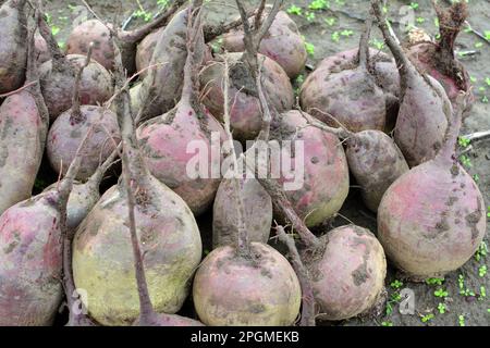 In a pile on the field lies the harvest of red table beets. Stock Photo